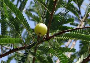 amla to prevent hair loss